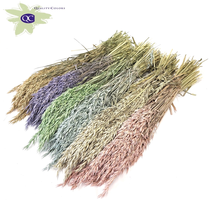 Avena per bunch mixed colours frosted