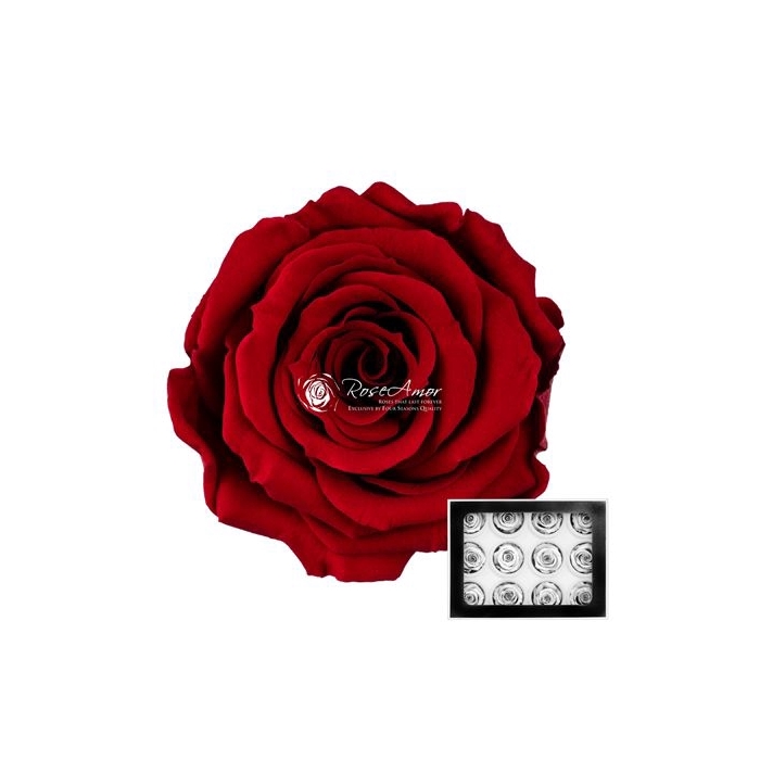 <h4>PRESERVED ROSES WARMI RED-01</h4>