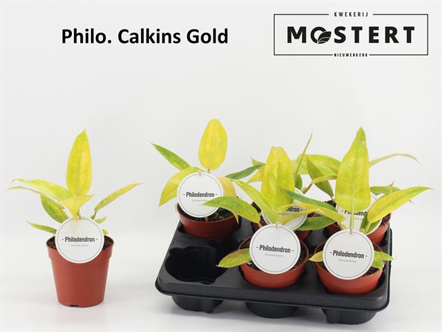 Philodendron Calkin Gold 12Ø 25cm