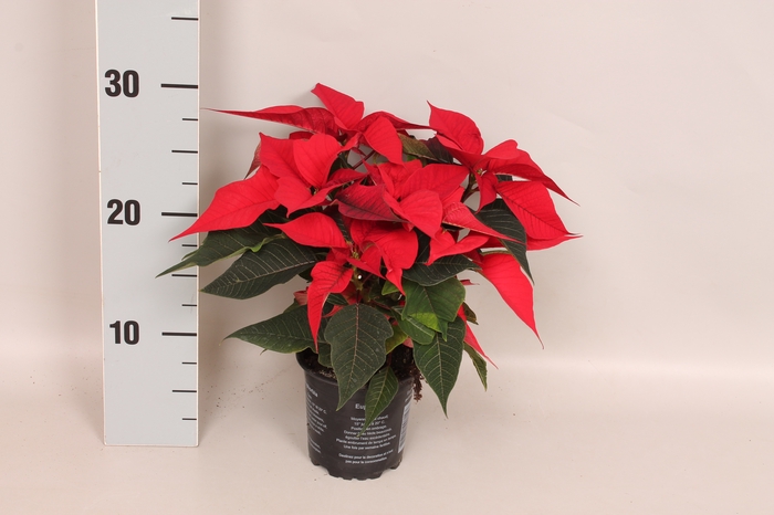 Poinsettia 10,5 cm Christmas Feelings® Red
