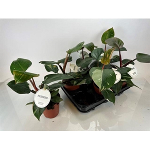Philodendron White Knight 12Ø 30cm