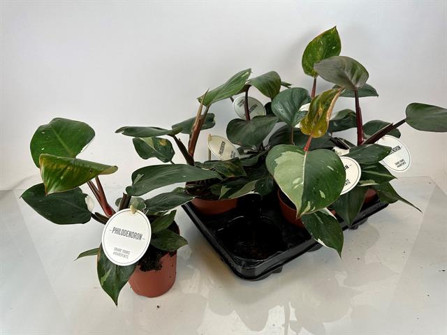 Philodendron White Knight 12Ø 30cm