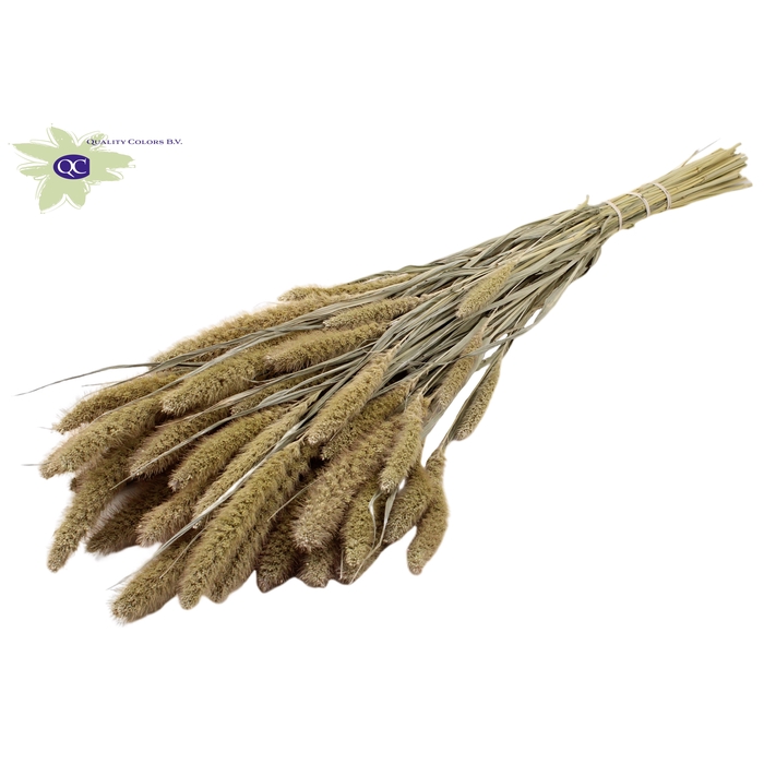 <h4>Setaria per bunch Frosted White</h4>