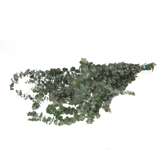 <h4>Eucalyptus baby preserved moss green</h4>