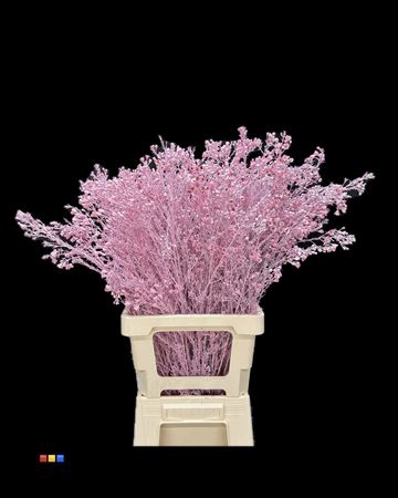 <h4>Waxflower Light Pink</h4>