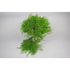 Leaf gleichenia coral fern