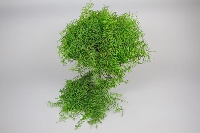 Leaf gleichenia coral fern