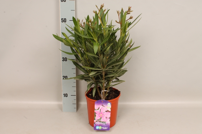 <h4>Nerium Oleander</h4>