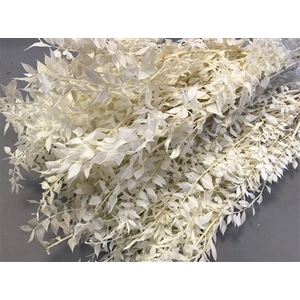 RUSCUS BLEACHED WHITE (5 DELIVERY D