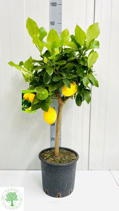 <h4>Citrus limon</h4>