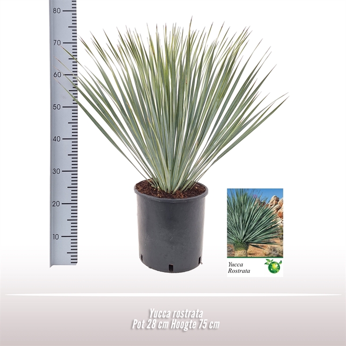 <h4>Yucca rostrata</h4>