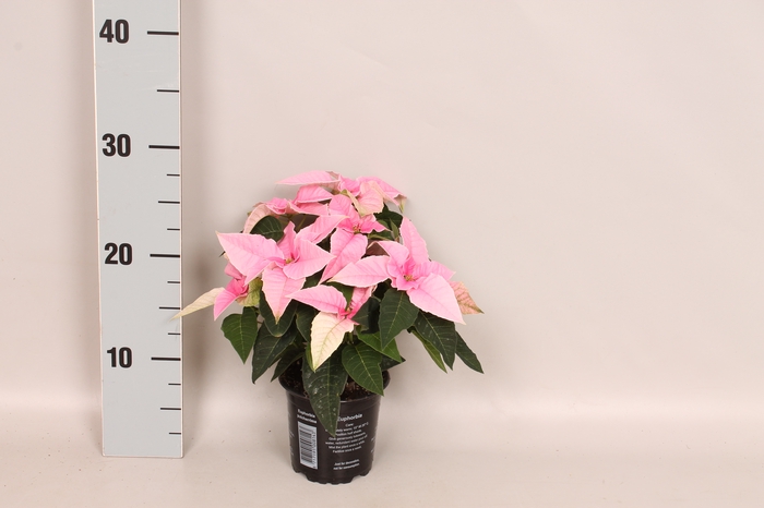 Poinsettia 10,5 cm Princettia Pink
