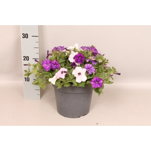 Perkplanten 19 cm Mix Petunia Denim, Silver, Violet
