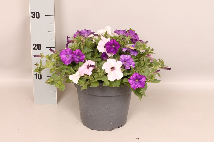 <h4>Perkplanten 19 cm Mix Petunia Denim, Silver, Violet</h4>