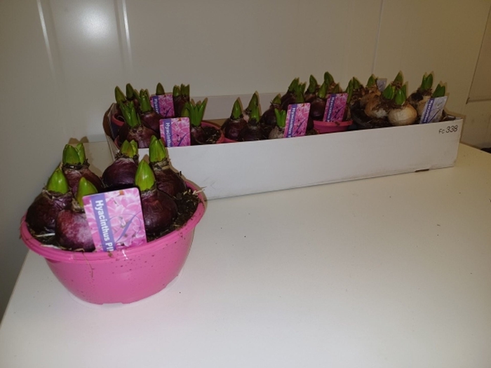 <h4>Hyacinthus orie. gemengd 3 kleuren</h4>