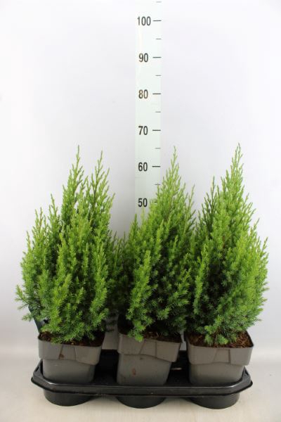 <h4>Juniperus chinensis 'Stricta'</h4>