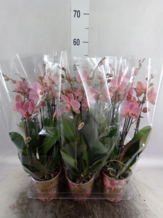 <h4>Phalaenopsis multi. 'Ant Treviso'</h4>
