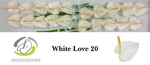 <h4>ANTH A WHITE LOVE 20</h4>
