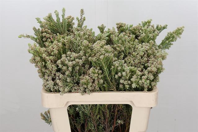 <h4>Cape green phylica white</h4>