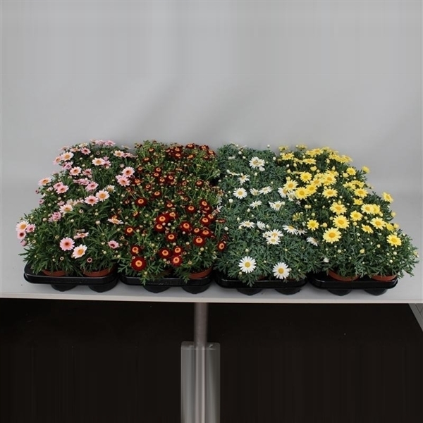 <h4>Argyranthemum Frutescens Margriet mix etage cc</h4>