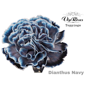 Dianthus st paint navy