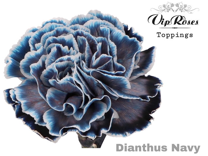<h4>Dianthus st paint navy</h4>