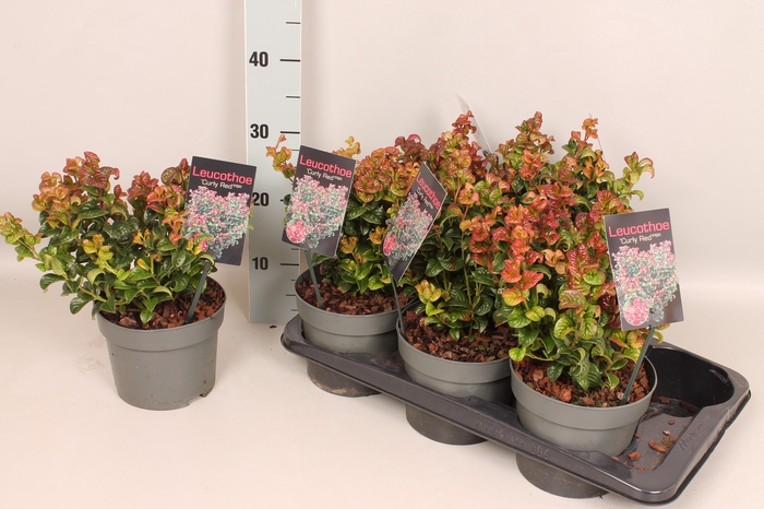 Leucothoe ax. 'Curly Red'