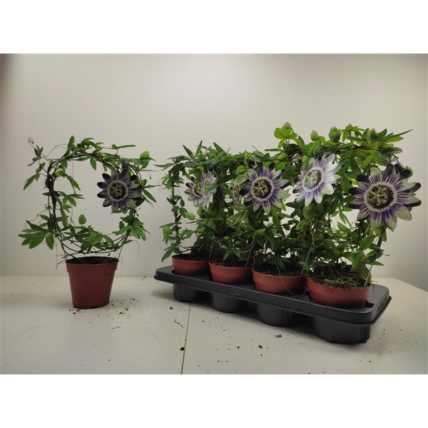<h4>Passiflora caerulea boog</h4>