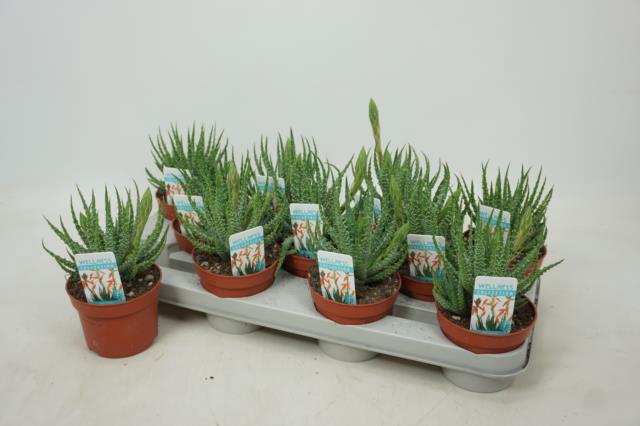 Aloe Humilis (Cites) 10,5Ø 25cm