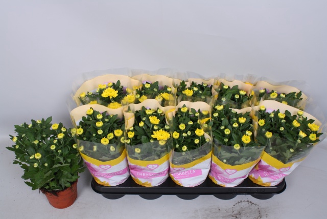 Chrysanthemum Cozy 12Ø 26cm
