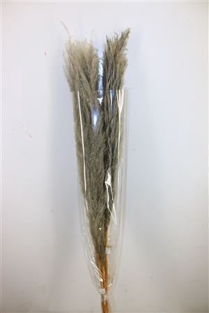 <h4>Dried Cortaderia Dadang Grey 110cm</h4>