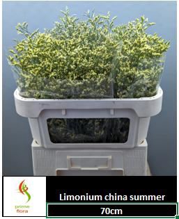 <h4>Limonium sin China Summer</h4>