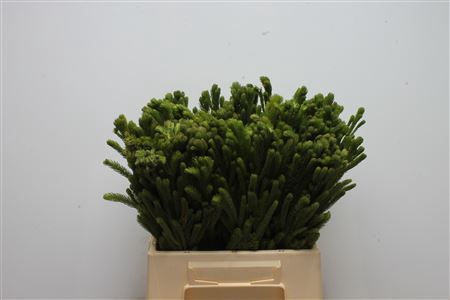 <h4>Brunia Albiflora</h4>