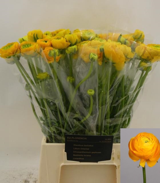 <h4>Ranunculus aazur yellow</h4>