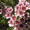 Geraldton Wax Wendy (Pink)