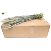 Triticale per bunch Frosted White