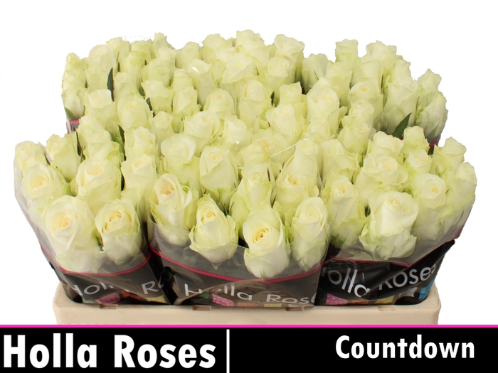 <h4>Rosa la countdown</h4>