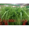 Greens - Fountaingrass Panicum