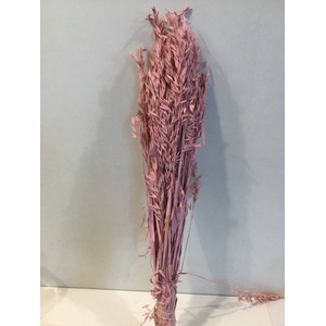 DRIED FLOWERS - HAVER PINK MISTY