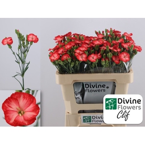 Dianthus sp solomio clif
