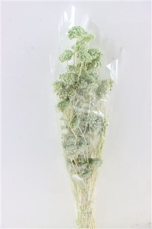 <h4>Pres Lonas Mint Green Bunch</h4>