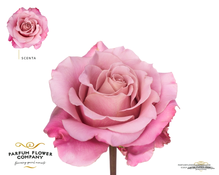Rosa la garden scenta (scented)