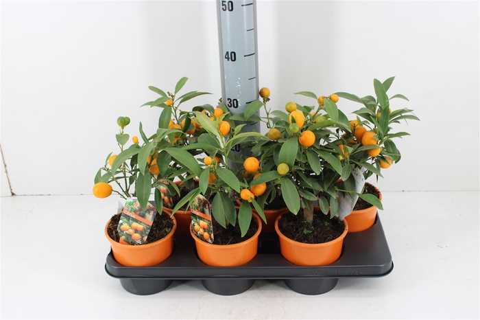 <h4>Citrus Margarita Kumquat P14</h4>