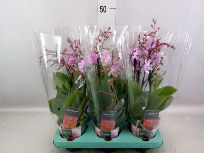<h4>Phalaenopsis multi.   ...rose</h4>