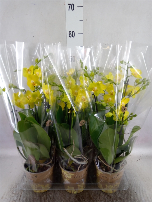<h4>Phalaenopsis   ...yellow</h4>