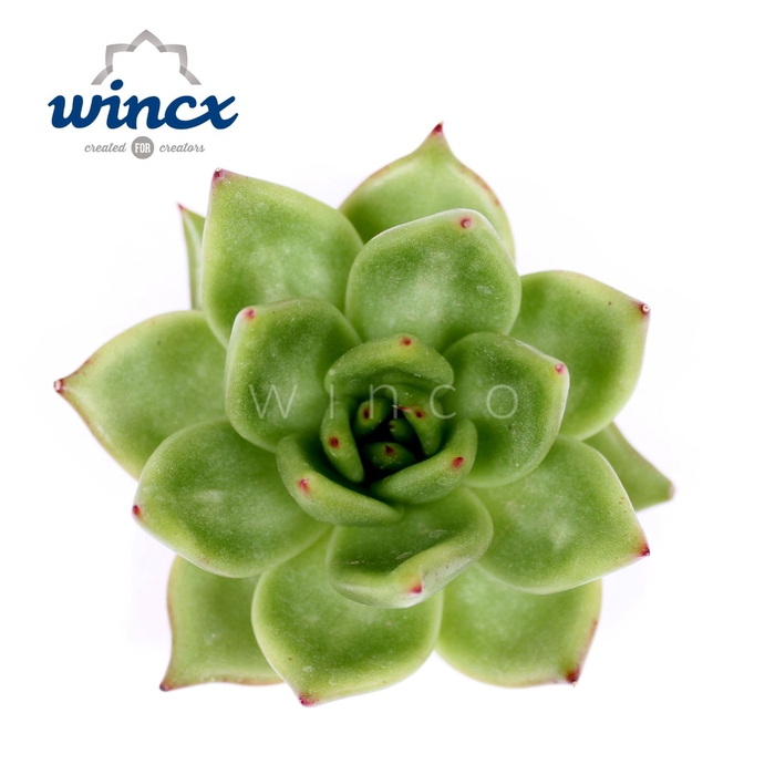 <h4>Echeveria Ebony Green Cutflower Wincx-16cm</h4>