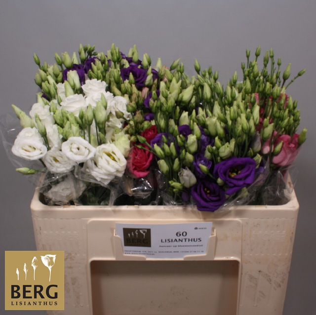 <h4>Lisianthus si mix in bucket</h4>