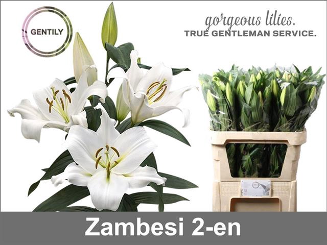 <h4>Lilium or zambesi</h4>