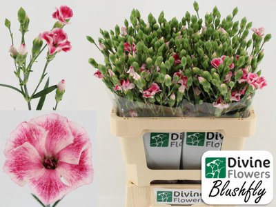 <h4>Dianthus sp solandis blushfly</h4>