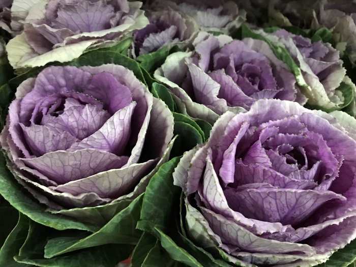 Brassica Purple (Kale)
